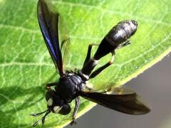 (Common Eastern Physocephala) female