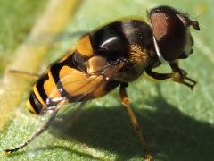 (Transverse Flower Fly) male lateral