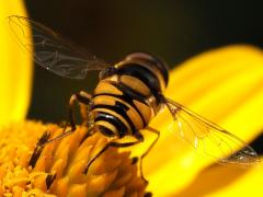 (Transverse Flower Fly) rear