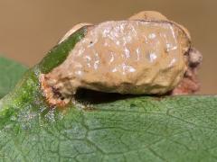 Oak majalis Gall Midge gall on Red Oak