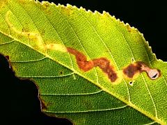 Buckeye Leafminer Fly backlit mine on Ohio Buckeye