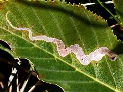 Buckeye Leafminer Fly mine on Ohio Buckeye