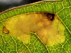 (Milkweed Leafminer Fly) backlit mine on Common Milkweed