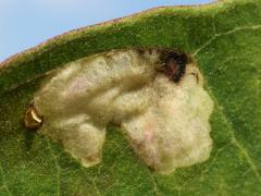 Milkweed Leafminer Fly mine on Common Milkweed