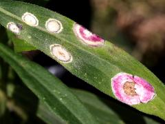 (Carbonifera Goldenrod Gall Midge) galls on Tall Goldenrod