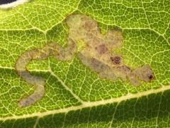 (Phytomyzinae Leafminer Fly) backlit mine on Cup Plant