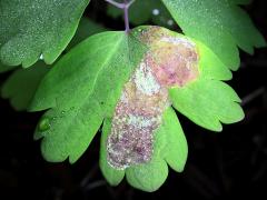 (Columbine Leafminer Fly) mine on Wild Columbine