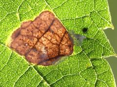 (Agromyza Leafminer Fly) backlit mine on Hackberry