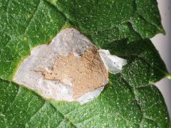 (Agromyza Leafminer Fly) mine on Hackberry