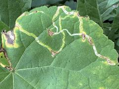 (Mallow Leafminer Fly) upperside mine on Velvet Leaf