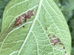 (Cornigera Leafminer Fly) underside mine on Amur Honeysuckle