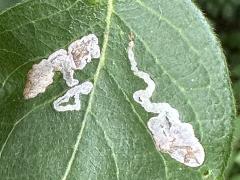 (Cornigera Leafminer Fly) upperside mine on Amur Honeysuckle