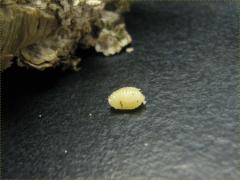 (Goldenrod Gall Fly) gall larva on Canada Goldenrod