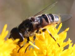 (Black-shouldered Drone Fly) on Stiff Goldenrod