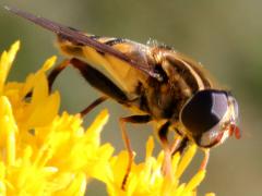 (Narrow-headed Marsh Fly) on Stiff Goldenrod