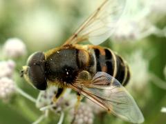 Yellow-shouldered Drone Fly male on Tall Boneset