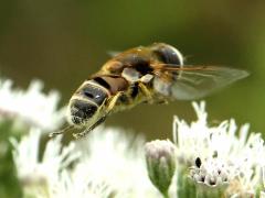 (Yellow-shouldered Drone Fly) male flying on Tall Boneset