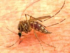 (Inland Floodwater Mosquito) female sucking blood