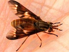 (Brownish Deer Fly) female sucking blood