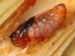 Goldenrod Bunch Gall Midge gall pupa on Canada Goldenrod