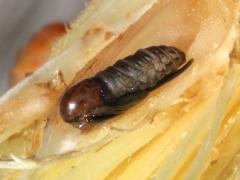 (Goldenrod Bunch Gall Midge) gall pupa dorsal on Canada Goldenrod