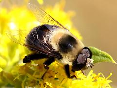 (Orange-legged Drone Fly) male