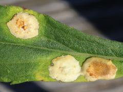 (Carbonifera Goldenrod Gall Midge) galls on Tall Goldenrod