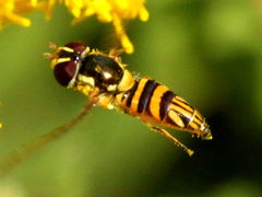 (Oblique Streaktail) female hovering