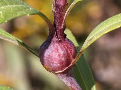 (Cecidomyiidae Gall Midge) gall on Sawtooth Sunflower