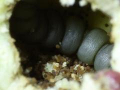 (Cecidomyiidae Gall Midge) open gall on Sawtooth Sunflower