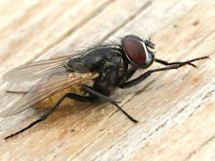 (Common House Fly) male lateral