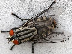 (Sarcophaga Flesh Fly) basking