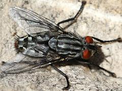 (Sarcophaga Flesh Fly) dorsal