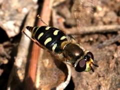 (Migrant Hover Fly) female hovering