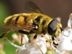 (Yellow-haired Sun Fly) male lateral