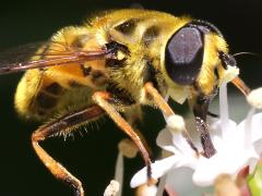 (Yellow-haired Sun Fly) male ventral