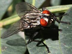 (Sarcophaga Flesh Fly) frontal