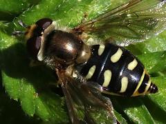 (Scaeva Hover Fly) female dorsal