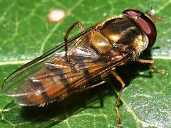 (Marmalade Hover Fly) male rear