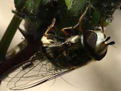 (Syrphini Hover Fly) female frontal