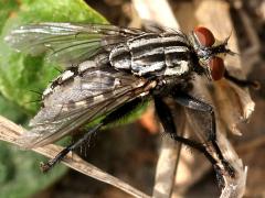 (Sarcophaga Flesh Fly) lateral