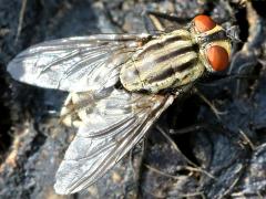 (Sarcophaga Flesh Fly) rear