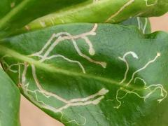 (Ophiomyia scaevolana Leafminer Fly) upperside mine on Beach Naupaka