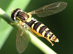 (Sphaerophoria Globetail) dorsal