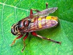 (Milesia Giant Flower Fly) dorsal