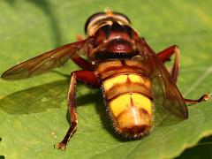 (Milesia Giant Flower Fly) rear