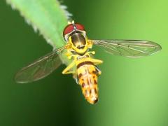 (Eastern Calligrapher) male