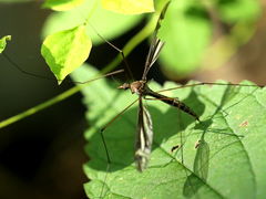 (Crane Fly) halteres