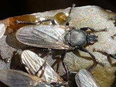 (Bristly Kelp Fly) dorsal on Giant Kelp