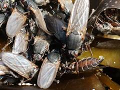 (Bristly Kelp Fly) ventral on Giant Kelp